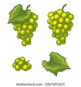 Bunch of grapes and a grape leaf. Vector illustration of green grapes isolated on a white background.