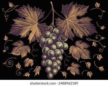 Bunch of grapes and grape leaves. Design set. Editable hand drawn illustration. Vector vintage engraving. Isolated on black background. 8 EPS