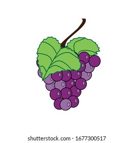 Bunch of grapes. Grape. Vector illustration for any design.