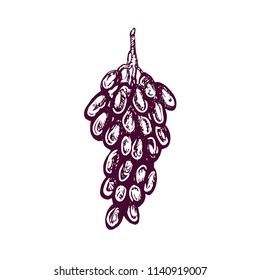 Bunch of grapes, hand drawn doodle, sketch, outline black and white vector illustration