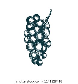 Bunch of grapes, hand drawn doodle, sketch, outline black and white vector illustration