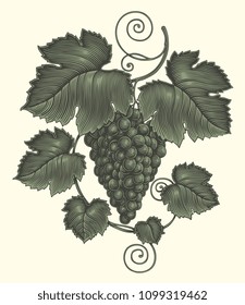 Bunch of grapes. Hand drawn engraving. Vector vintage illustration. Isolated on white background. 8 EPS