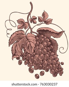 Bunch of grapes. Hand drawn engraving. Vector vintage illustration. Isolated on light background. 8 EPS