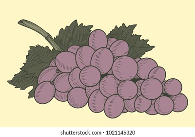 Bunch of grapes. Hand drawn grape vector illustration. Design element for posters, labels, banners, menu.