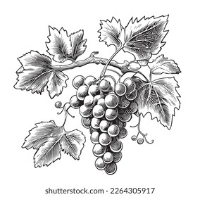 Bunch of grapes hand drawn sketch Vector illustration Fruits