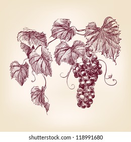 bunch of  grapes  hand drawn vintage  vector illustration