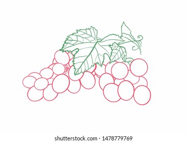 A bunch of grapes hand-drawn.