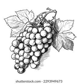 Bunch of grapes. Hand-drawn vector illustration. Engraved style.