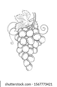 Bunch Of Grapes Hand-drawn, Vintage Drawing In Vector Format, Wine Ingredient.