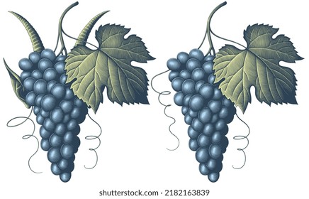  Bunch of grapes and a hiding faun. Editable hand drawn illustration. Vector vintage engraving. Isolated on white background. 8 eps