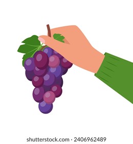 Bunch of grapes in human hand. Bunch of purple grapes with stem and leaf. Vector illustration