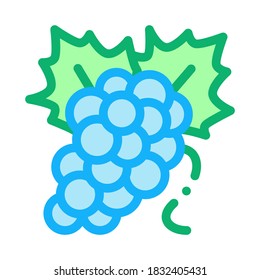 bunch of grapes icon vector. bunch of grapes sign. color symbol illustration