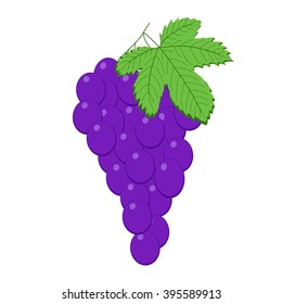 Bunch of grapes. Iolated on white. Vector illustration.
