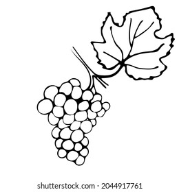 Bunch of grapes. The isolated object on a white background.