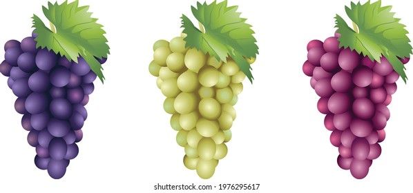 Bunch of Grapes Isolated on White Background