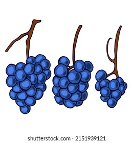 Bunch of grapes isolated on white background vector illustration 