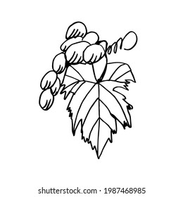 A bunch of grapes with a leaf. Sketch, hand-drawn drawing. Vector doodle illustration