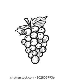 Bunch of grapes with leaf sketch icon for web, mobile and infographics. Hand drawn bunch of grapes vector icon isolated on white background.