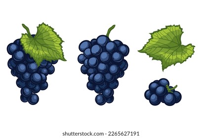 Bunch of grapes and a leaf of grapes. Vector illustration of grapes isolated on a white background.