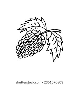 Bunch of grapes. Leaves, berries. Doodle. Vector illustration. Hand drawn. Outline.