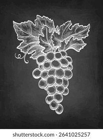Bunch of grapes with leaves. Chalk sketch on blackboard background. Hand drawn vector illustration. Retro style.