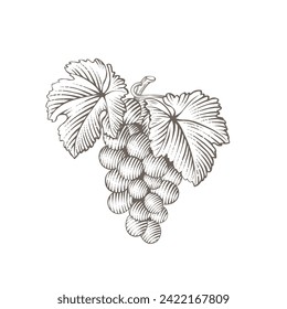 A bunch of grapes with leaves. Engraving style illustrations