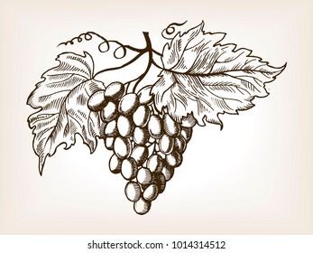 Bunch of grapes with leaves engraving vector illustration. Brown aged backgroung. Scratch board style imitation. Hand drawn image.