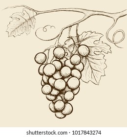 Bunch of grapes with leaves. Hand-drawn sketch in retro style. Design element for wine label. Stock vector illustration.