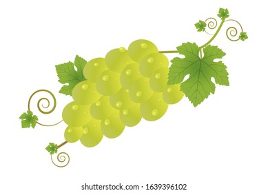 A bunch of grapes with leaves on a white background. Decorative element for your design.