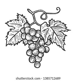 Bunch of grapes with leaves sketch engraving vector illustration. Scratch board style imitation. Hand drawn image.