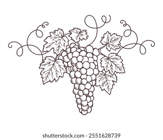 Bunch of grapes with leaves, sketch, outline drawing. Hand drawn illustration on white background.