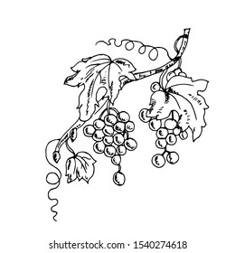 Similar Images, Stock Photos & Vectors of black drawing of grape and