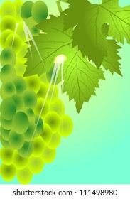 a bunch of grapes on a background of blue sky