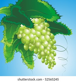 Bunch of grapes on a background of blue sky