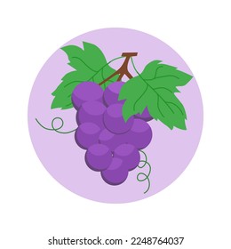 bunch of grapes on circle light purple background ,vector illustration.flat style.