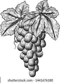 A bunch of grapes on a grapevine with leaves in a woodcut or etching retro style