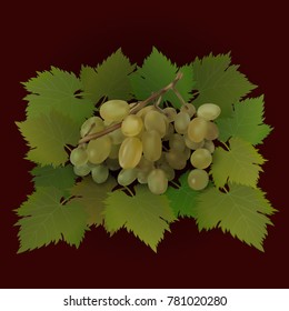 Bunch of grapes on green grape leaves. Vector illustration