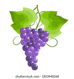 a bunch of grapes on an isolated background. vector illustration, volumetric grapes with glare in cartoon style