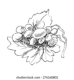 Bunch of grapes on a leaf. Isolated hand-drawn
