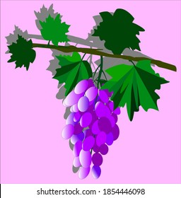 Bunch of grapes on pink background