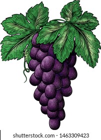 A bunch of grapes on vine with leaves in a woodcut etching style