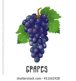 Bunch of grapes on a white background. Vector  illustration for your design