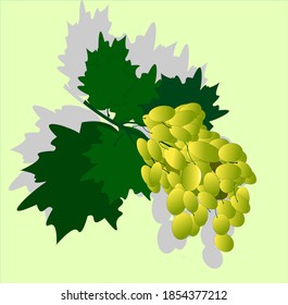 a bunch of grapes on a yellow background