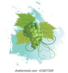 bunch of grapes over blue paint stroke-vector drawing
