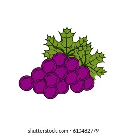 bunch of grapes over white background. colorful design. vector illustration