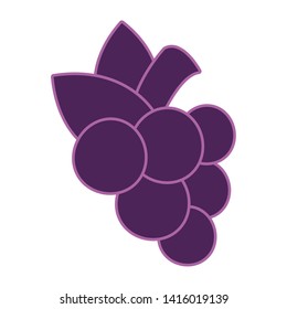 bunch grapes purple vector ilustration