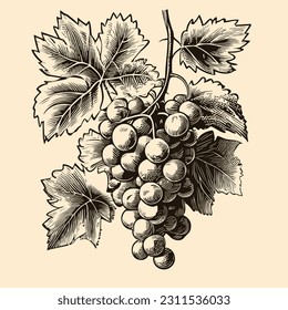 Bunch of grapes retro sketch hand drawn in doodle style illustration