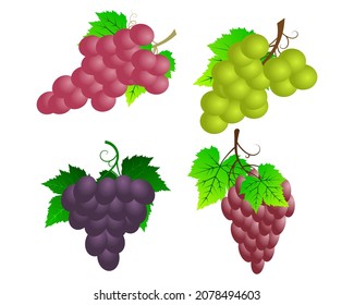 Bunch of grapes royalty free vector image