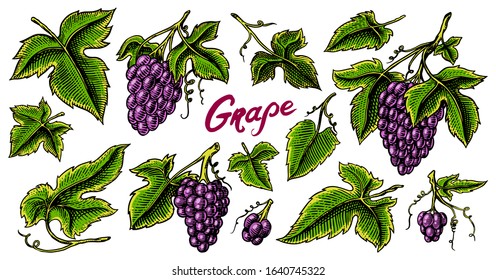 Bunch of grapes set. Red Berry leaves. Table fruit in vintage style. Hand drawn engraved outline sketch for banner, poster or label. Ingredient for wine and juice.