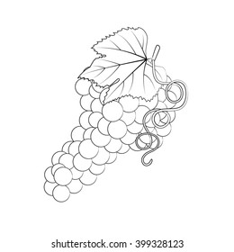 Bunch of grapes. Sketch drawing. Vector illustration.
